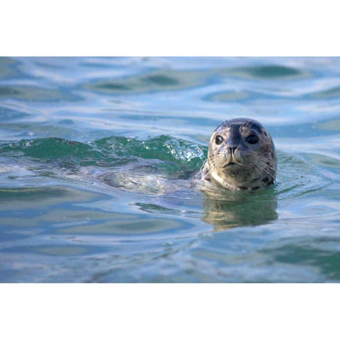 CA, La Jolla A seal swimming along the Coast Black Modern Wood Framed Art Print by Talbot Frank, Christopher