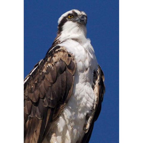 USA, California, La Jolla Rare Osprey Black Modern Wood Framed Art Print by Talbot Frank, Christopher