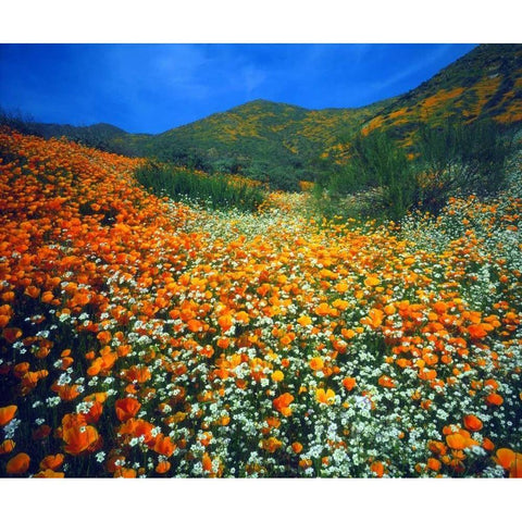CA, Lake Elsinore Flowers covering a hillside Black Modern Wood Framed Art Print by Talbot Frank, Christopher