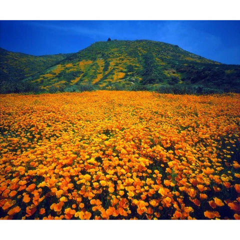 California, Lake Elsinore California poppies Black Modern Wood Framed Art Print by Talbot Frank, Christopher