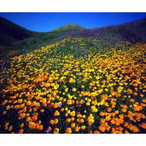 California, Lake Elsinore California poppies White Modern Wood Framed Art Print by Talbot Frank, Christopher