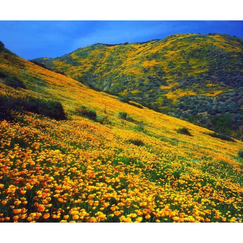 California, Lake Elsinore California poppies Gold Ornate Wood Framed Art Print with Double Matting by Talbot Frank, Christopher