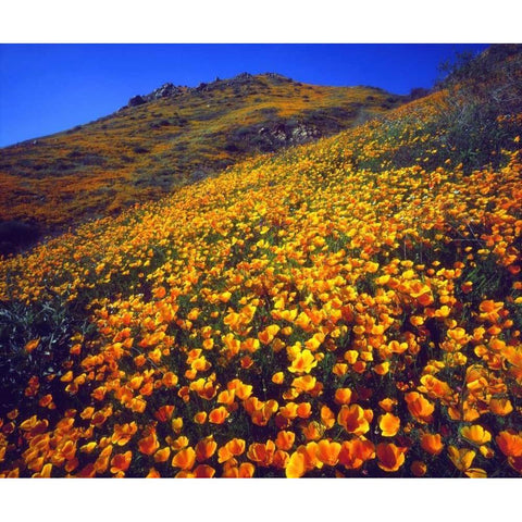 California, Lake Elsinore California poppies Gold Ornate Wood Framed Art Print with Double Matting by Talbot Frank, Christopher