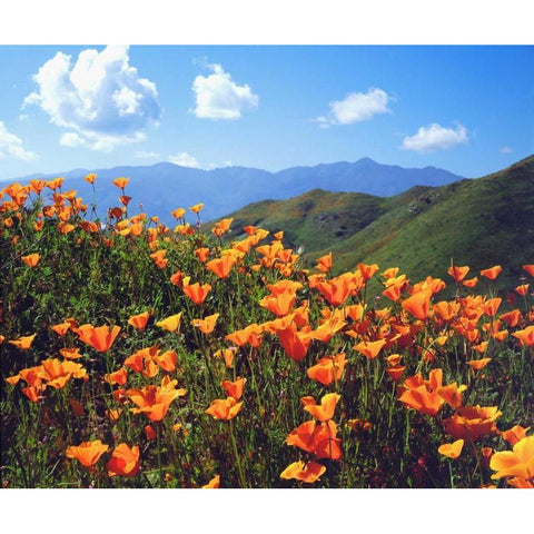 California, Lake Elsinore California poppies Black Modern Wood Framed Art Print by Talbot Frank, Christopher