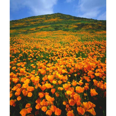 California, Lake Elsinore California poppies Black Modern Wood Framed Art Print by Talbot Frank, Christopher