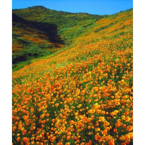California, Lake Elsinore California poppies Gold Ornate Wood Framed Art Print with Double Matting by Talbot Frank, Christopher