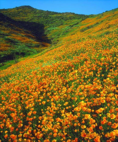 California, Lake Elsinore California poppies Black Ornate Wood Framed Art Print with Double Matting by Talbot Frank, Christopher