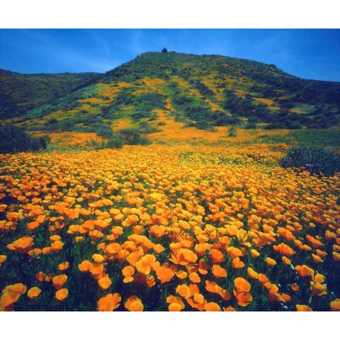California, Lake Elsinore California poppies Gold Ornate Wood Framed Art Print with Double Matting by Talbot Frank, Christopher
