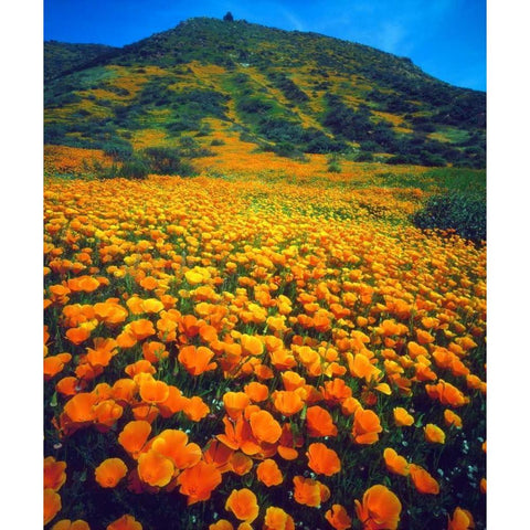 California, Lake Elsinore California poppies Black Modern Wood Framed Art Print with Double Matting by Talbot Frank, Christopher