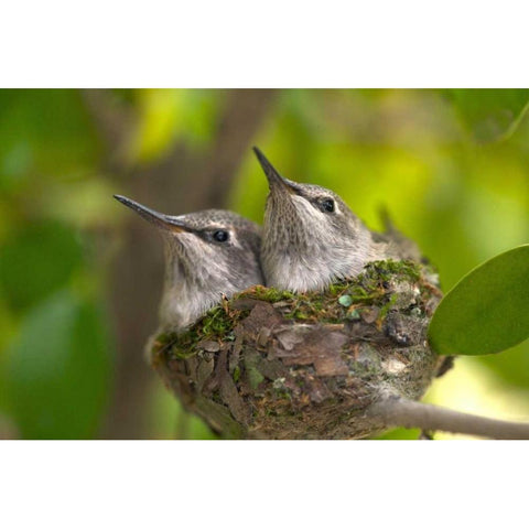 USA, California, Lakeside, Baby hummingbirds Black Modern Wood Framed Art Print with Double Matting by Talbot Frank, Christopher