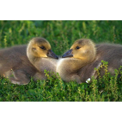 CA, Lakeside, Canada Goslings that form a heart Black Modern Wood Framed Art Print by Talbot Frank, Christopher