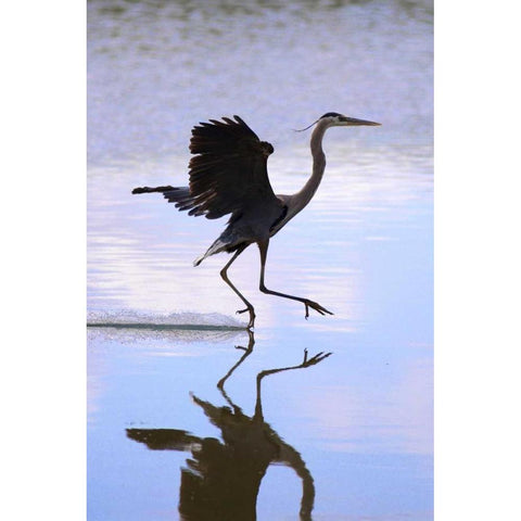 California, Lakeside, Great Blue Heron Landing White Modern Wood Framed Art Print by Talbot Frank, Christopher