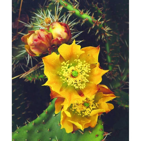 California, Lakeside, Prickly Pear Cactus flowers Black Modern Wood Framed Art Print by Talbot Frank, Christopher