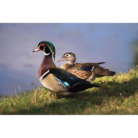 USA, California, Lakeside, Wood Duck Black Modern Wood Framed Art Print by Talbot Frank, Christopher