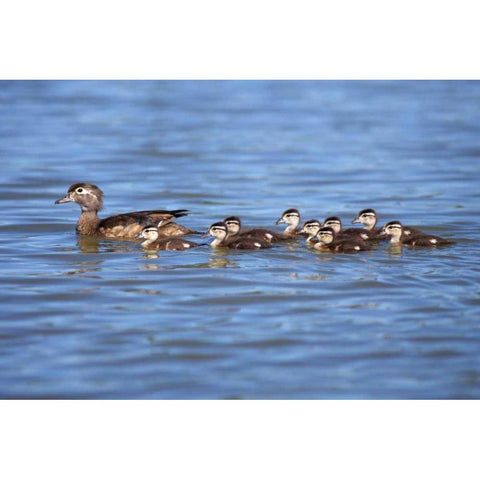 California Wood Ducklings on Lindo Lake Black Modern Wood Framed Art Print by Talbot Frank, Christopher