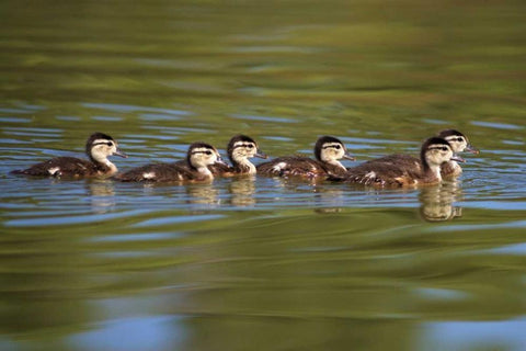California Wood Ducklings on Lindo Lake White Modern Wood Framed Art Print with Double Matting by Talbot Frank, Christopher