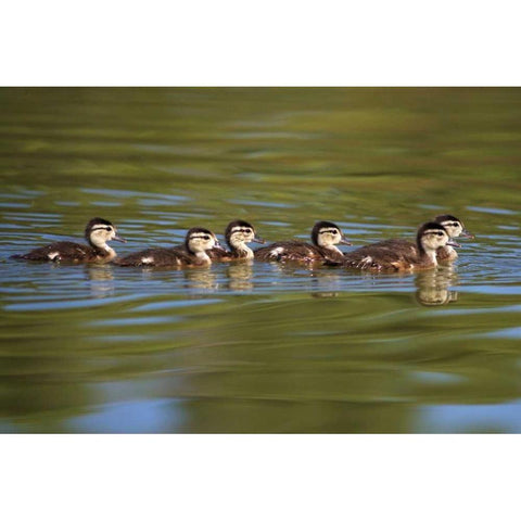 California Wood Ducklings on Lindo Lake Black Modern Wood Framed Art Print by Talbot Frank, Christopher