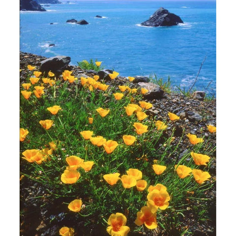 USA, California, Poppies along the Pacific Coast Black Modern Wood Framed Art Print by Talbot Frank, Christopher