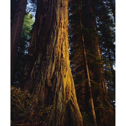 CA, Redwoods Old-growth Redwood tree at Sunset Black Modern Wood Framed Art Print by Talbot Frank, Christopher