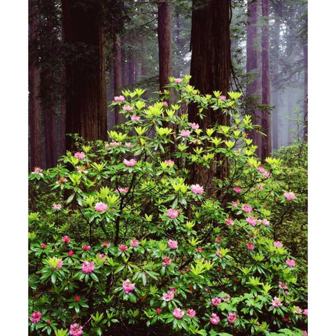 CA, Old-growth Redwood tree with Rhododendron Black Modern Wood Framed Art Print by Talbot Frank, Christopher