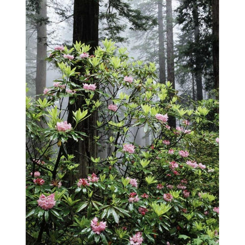 CA Redwood trees with Rhododendron Flowers Black Modern Wood Framed Art Print by Talbot Frank, Christopher