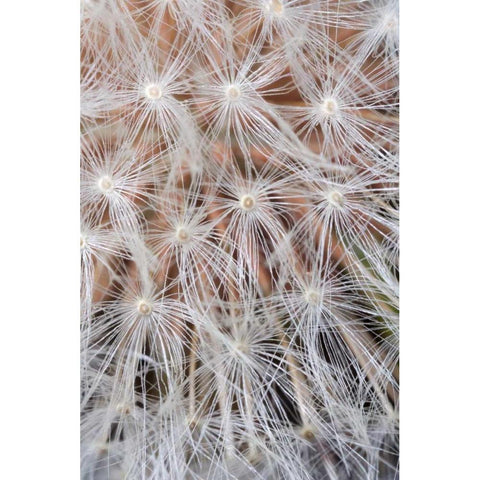 California, San Diego, Close-up of a dandelion Black Modern Wood Framed Art Print by Talbot Frank, Christopher
