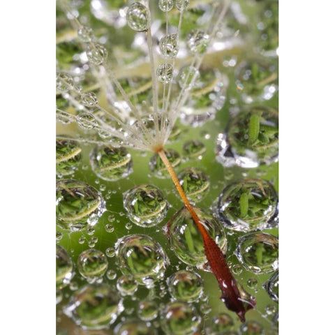 CA, San Diego, Dandelion on a Spider Web Black Modern Wood Framed Art Print by Talbot Frank, Christopher