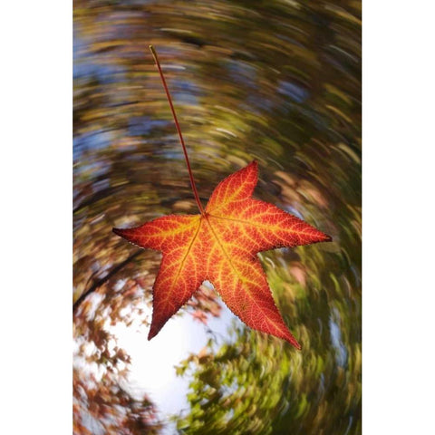 CA, San Diego, Falling Leaf from a tree in autumn Black Modern Wood Framed Art Print by Talbot Frank, Christopher
