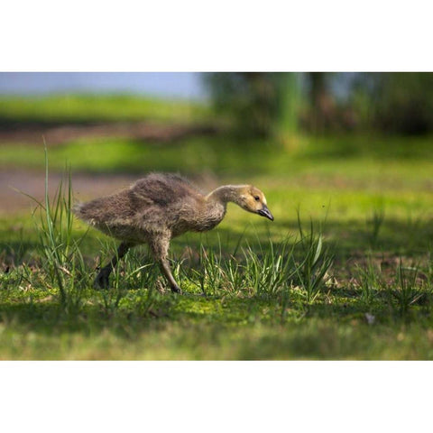 CA, San Diego, Lakeside, Canadian goose gosling Black Modern Wood Framed Art Print by Talbot Frank, Christopher