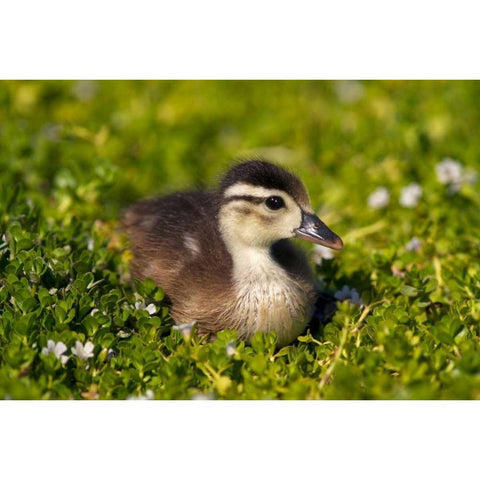 CA, San Diego, Wood duckling on the shoreline Black Modern Wood Framed Art Print by Talbot Frank, Christopher