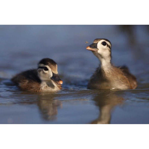 CA, San Diego, Wood ducklings on Lindo Lake Black Modern Wood Framed Art Print with Double Matting by Talbot Frank, Christopher