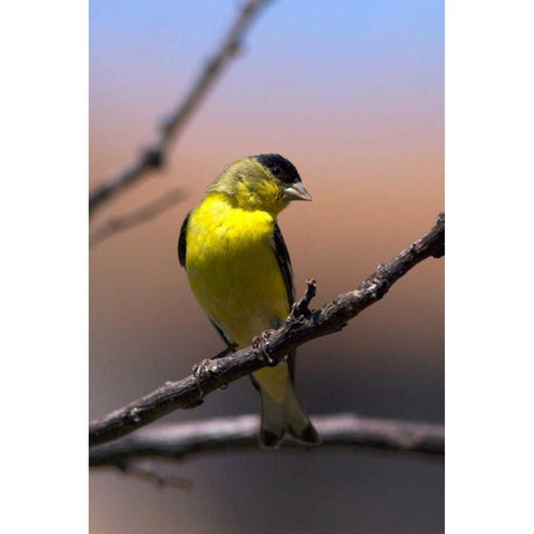 California, San Diego, Lakeside A Yellow Finch Black Modern Wood Framed Art Print by Talbot Frank, Christopher