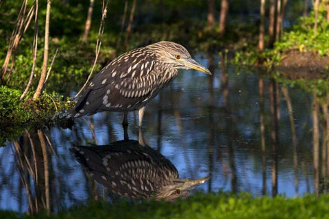 CA, San Diego Black-Crowned Night-Heron White Modern Wood Framed Art Print with Double Matting by Talbot Frank, Christopher