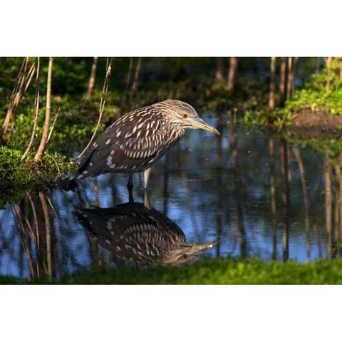 CA, San Diego Black-Crowned Night-Heron Black Modern Wood Framed Art Print by Talbot Frank, Christopher