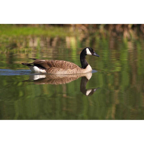 California, San Diego, Lakeside Canada Goose Black Modern Wood Framed Art Print by Talbot Frank, Christopher