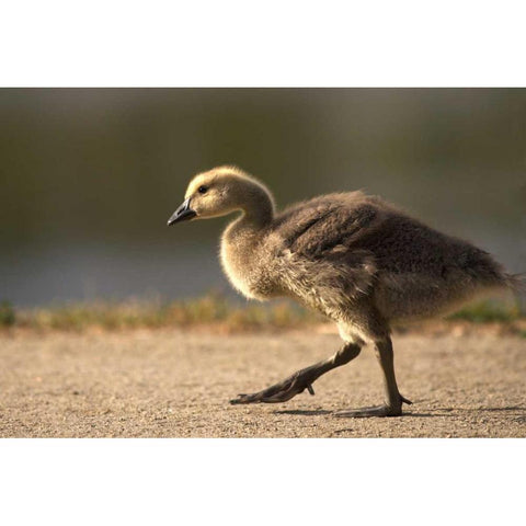California, San Diego, Lakeside Canada Gosling White Modern Wood Framed Art Print by Talbot Frank, Christopher