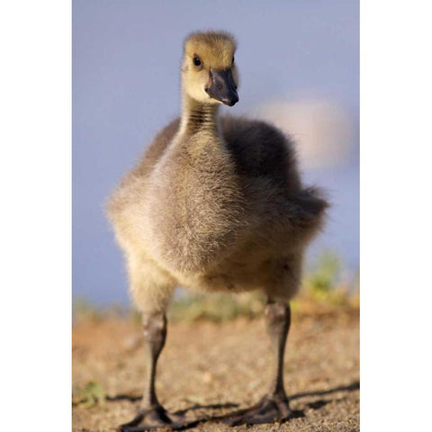 California, San Diego, Lakeside Canada Gosling Black Modern Wood Framed Art Print by Talbot Frank, Christopher