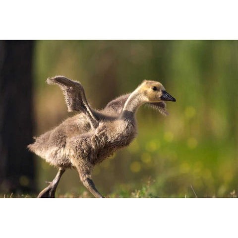 California, San Diego, Lakeside Canada Gosling Black Modern Wood Framed Art Print by Talbot Frank, Christopher