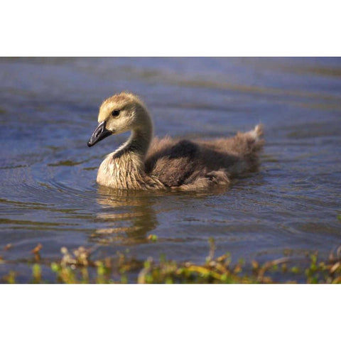 California, San Diego, Lakeside Canada Gosling Black Modern Wood Framed Art Print with Double Matting by Talbot Frank, Christopher