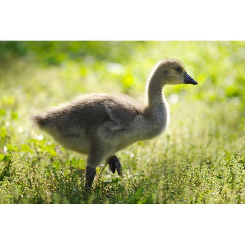 California, San Diego, Lakeside Canada Gosling Black Modern Wood Framed Art Print by Talbot Frank, Christopher