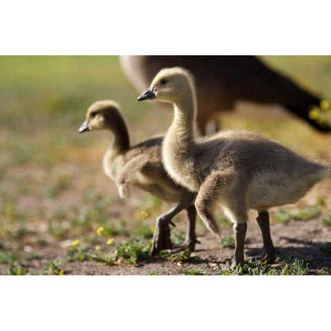CA, San Diego, Close up of Canada Goslings White Modern Wood Framed Art Print by Talbot Frank, Christopher