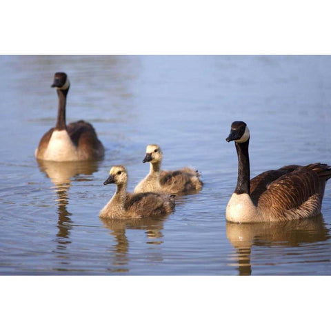California, San Diego, Lakeside Canada Goslings Black Modern Wood Framed Art Print by Talbot Frank, Christopher