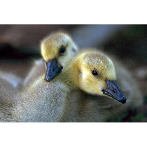California, San Diego, Lakeside Canada Goslings Black Modern Wood Framed Art Print with Double Matting by Talbot Frank, Christopher