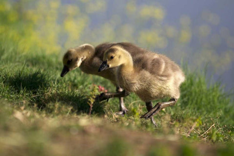California, San Diego, Lakeside Canada Goslings Black Ornate Wood Framed Art Print with Double Matting by Talbot Frank, Christopher