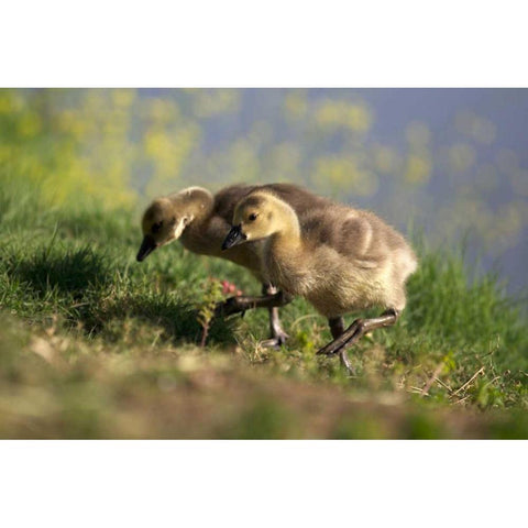 California, San Diego, Lakeside Canada Goslings Black Modern Wood Framed Art Print by Talbot Frank, Christopher