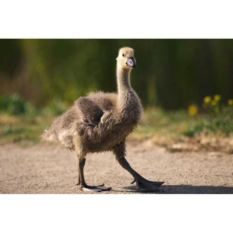 California, San Diego, Lakeside Canadian Gosling Black Modern Wood Framed Art Print by Talbot Frank, Christopher