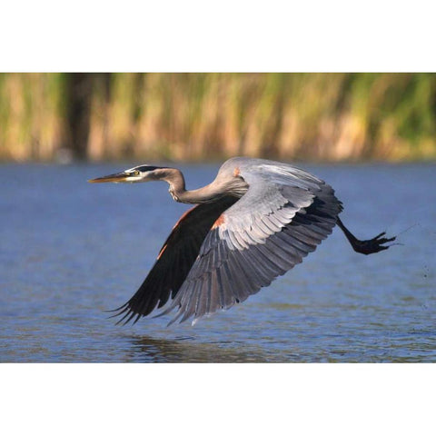 California, San Diego, Great Blue Heron flying Black Modern Wood Framed Art Print by Talbot Frank, Christopher