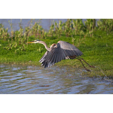 California, San Diego, Great Blue Heron flying White Modern Wood Framed Art Print by Talbot Frank, Christopher