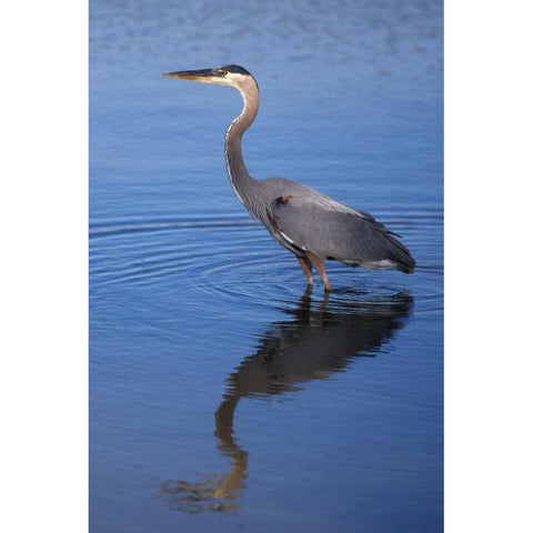 California, San Diego, Lakeside Great Blue Heron Black Modern Wood Framed Art Print by Talbot Frank, Christopher