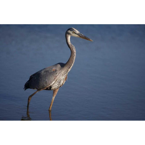 California, San Diego, Lakeside Great Blue Heron Black Modern Wood Framed Art Print by Talbot Frank, Christopher